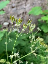 Attēlu rezultāti vaicājumam “Anthriscus sylvestris fruit”