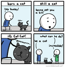 Image result for invisible cat