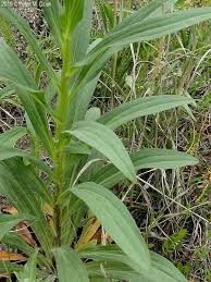 Image result for Digitalis lanata