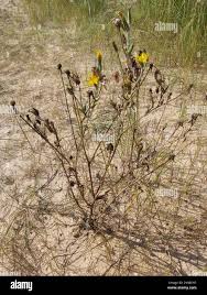 Attēlu rezultāti vaicājumam “Tragopogon heterospermus flower”