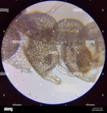 Attēlu rezultāti vaicājumam “Nowellia curvifolia”