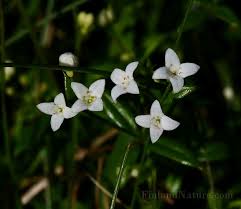 Attēlu rezultāti vaicājumam “Galium uliginosum”