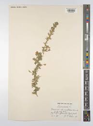 Attēlu rezultāti vaicājumam “Ononis arvensis”