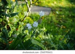 Attēlu rezultāti vaicājumam “Silene latifolia subsp. alba flower”