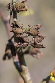 Attēlu rezultāti vaicājumam “Hamamelis japonica bud”