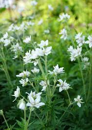 Attēlu rezultāti vaicājumam “Geranium sylvaticum bud”