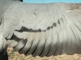 Attēlu rezultāti vaicājumam “Columba livia f. domestica adult”