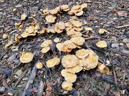 Attēlu rezultāti vaicājumam “Bolbitius vitellinus”