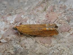 Attēlu rezultāti vaicājumam “Lathronympha strigana”