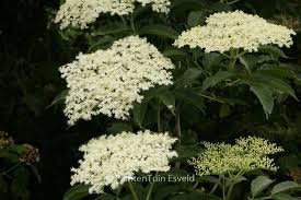 Attēlu rezultāti vaicājumam “Sambucus nigra flower”