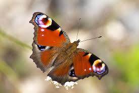 Attēlu rezultāti vaicājumam “Inachis io”