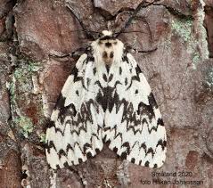 Attēlu rezultāti vaicājumam “Lymantria monacha imago”