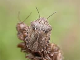 Attēlu rezultāti vaicājumam “Eurygaster testudinaria imago”