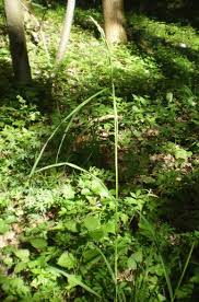 Attēlu rezultāti vaicājumam “Dactylis polygama”