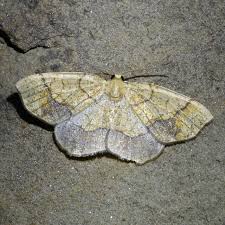 Attēlu rezultāti vaicājumam “Nematopogon sp.”