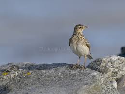 Attēlu rezultāti vaicājumam “Alauda arvensis adult”