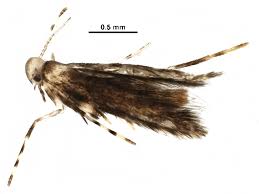 Attēlu rezultāti vaicājumam “Gracillariidae”