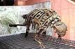 Ankylosauridae - Wikipedia, the free encyclopedia