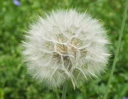 Attēlu rezultāti vaicājumam “Tragopogon pratensis subsp. pratensis leaf”