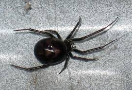 Attēlu rezultāti vaicājumam “Steatoda grossa”