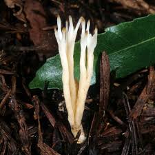 Attēlu rezultāti vaicājumam “Tremellodendropsis tuberosa”