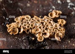 Attēlu rezultāti vaicājumam “Merismodes anomala”