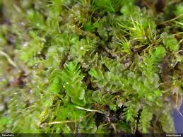 Attēlu rezultāti vaicājumam “Nardia geoscyphus”