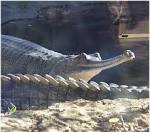 Gharial: WhoZoo