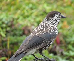 Image result for Nucifraga caryocatactes