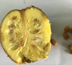 Attēlu rezultāti vaicājumam “Jasione montana fruit”