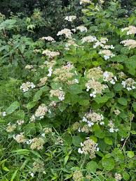 Attēlu rezultāti vaicājumam “Hydrangea arborescens flower”