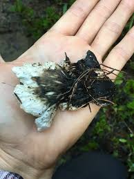 Attēlu rezultāti vaicājumam “Peltigera leucophlebia”