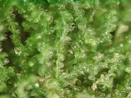 Attēlu rezultāti vaicājumam “Cephalozia loitlesbergeri”