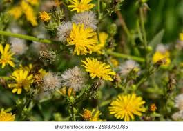 Attēlu rezultāti vaicājumam “Hieracium laevigatum”