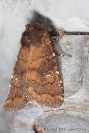 Attēlu rezultāti vaicājumam “Agrochola litura imago”