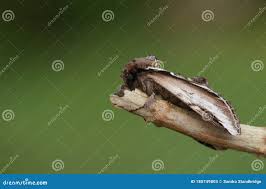 Attēlu rezultāti vaicājumam “Pheosia gnoma male”