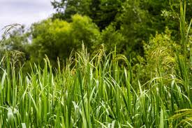 Attēlu rezultāti vaicājumam “Glyceria maxima fruit”