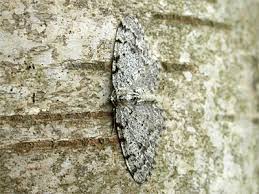 Attēlu rezultāti vaicājumam “Aethalura punctulata”