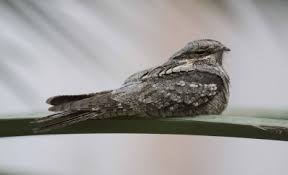 Attēlu rezultāti vaicājumam “Caprimulgus europaeus juvenile”