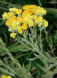Image result for Helichrysum subulifolium