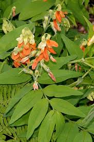 Attēlu rezultāti vaicājumam “Lathyrus laevigatus”