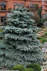 Attēlu rezultāti vaicājumam “Picea pungens”