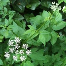 Attēlu rezultāti vaicājumam “Aegopodium podagraria flower”