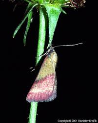 Attēlu rezultāti vaicājumam “Phytometra viridaria”