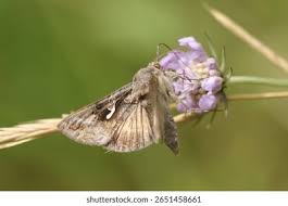 Attēlu rezultāti vaicājumam “Autographa gamma”