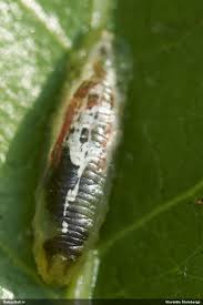 Attēlu rezultāti vaicājumam “Adomerus biguttatus”