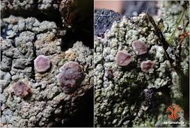 Attēlu rezultāti vaicājumam “Trapeliopsis flexuosa”