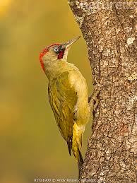 Attēlu rezultāti vaicājumam “Picus viridis”