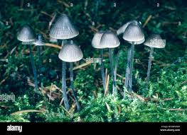 Attēlu rezultāti vaicājumam “Mycena amicta”