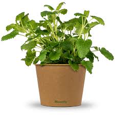 Image result for Melisse